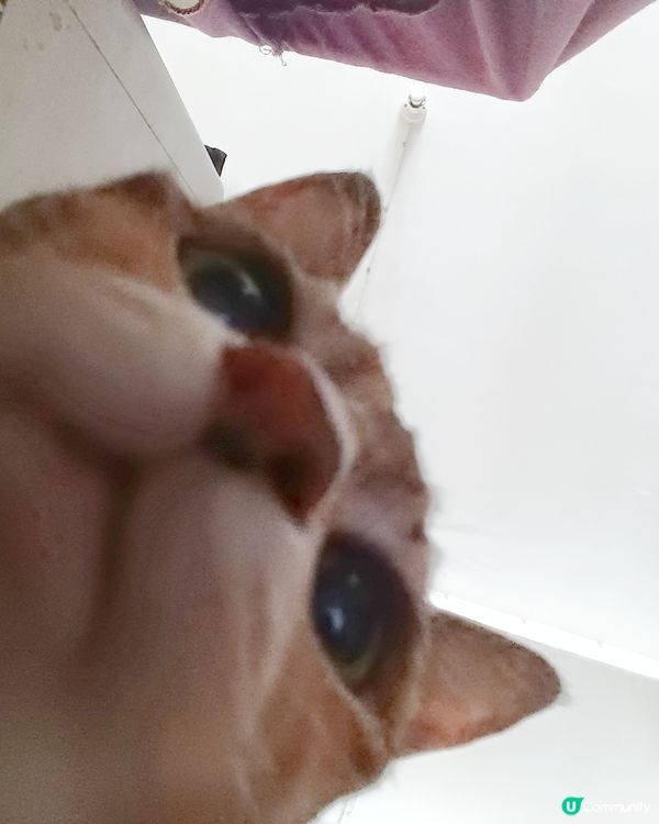 #貓貓日常 我同阿妹每日都係咁架啦！都唔明媽媽咪有喵好影😤