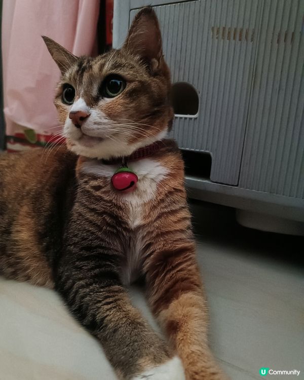 #貓貓日常 我同阿妹每日都係咁架啦！都唔明媽媽咪有喵好影😤