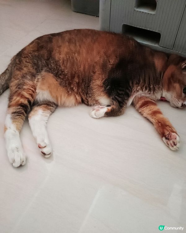 #貓貓日常 我同阿妹每日都係咁架啦！都唔明媽媽咪有喵好影😤