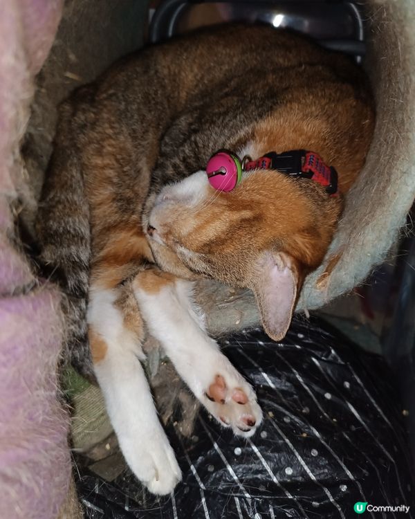 #貓貓日常 我同阿妹每日都係咁架啦！都唔明媽媽咪有喵好影😤