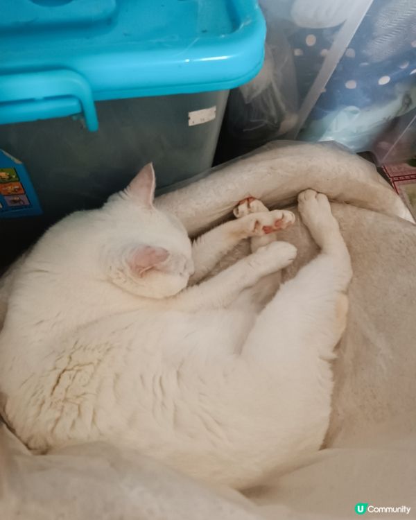 #貓貓日常 我同阿妹每日都係咁架啦！都唔明媽媽咪有喵好影😤