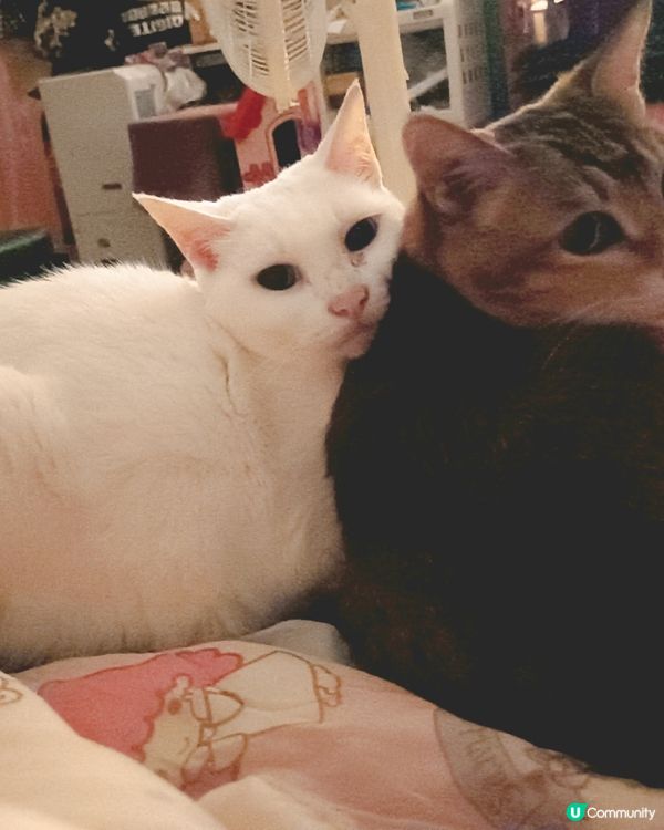 #貓貓日常 我同阿妹每日都係咁架啦！都唔明媽媽咪有喵好影😤