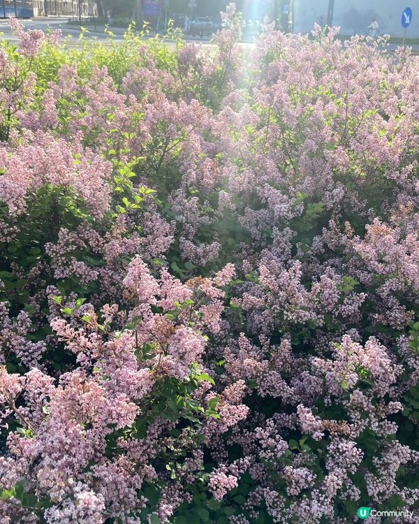 波蘭鮮花