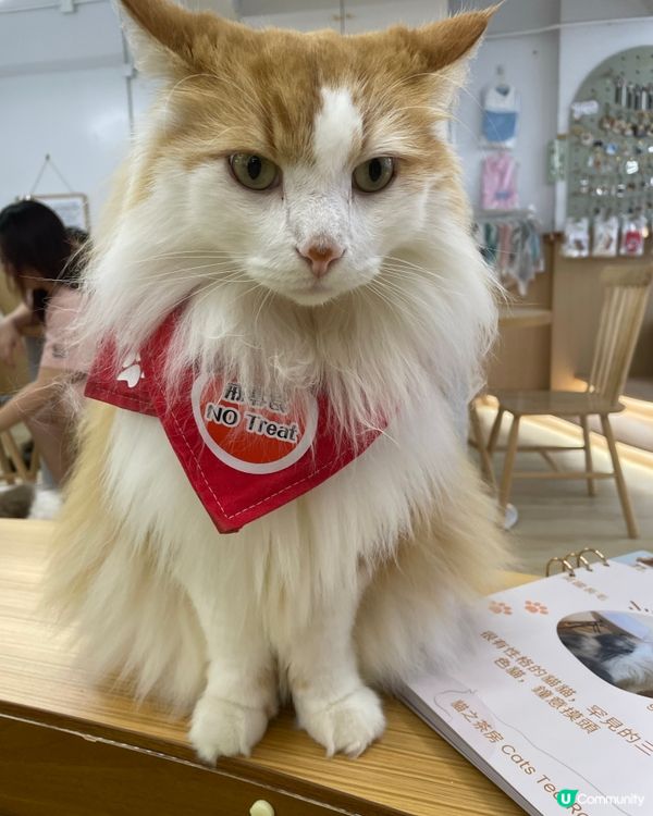 荃灣 🐱cafe 乾淨無味 貓貓好乖