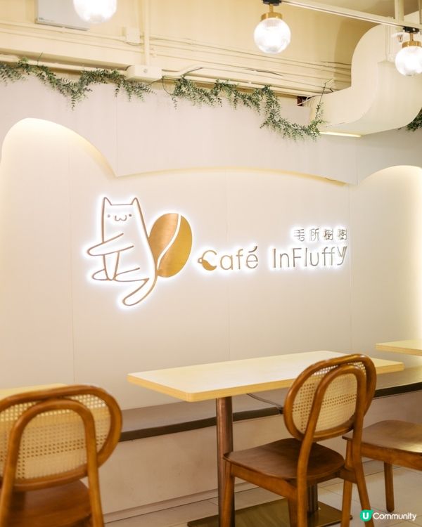 長沙灣緬因貓cafe😻😻