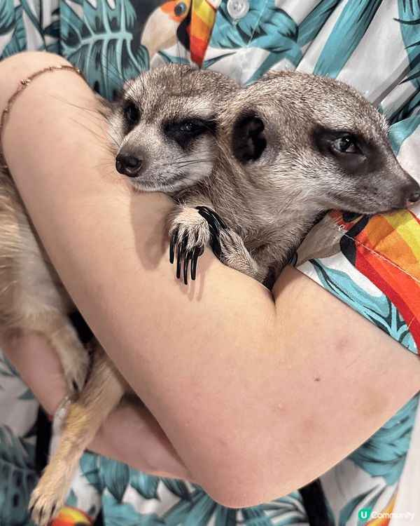 一間肉球森林餐廳 入面有大嘴鳥 ?猫 狐獴 好可愛加上食物都...