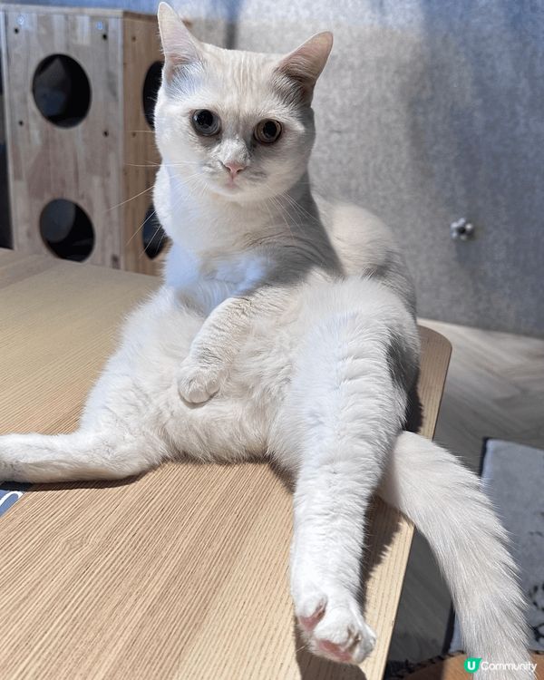 一間肉球森林餐廳 入面有大嘴鳥 ?猫 狐獴 好可愛加上食物都...