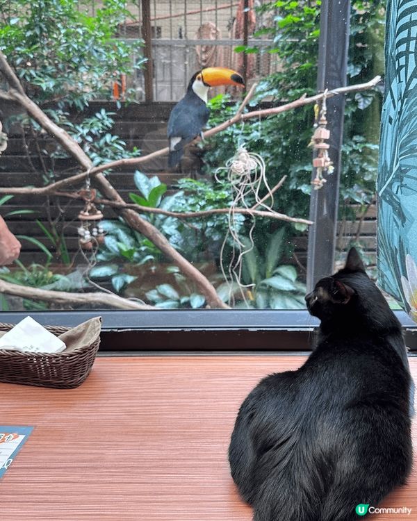 一間肉球森林餐廳 入面有大嘴鳥 ?猫 狐獴 好可愛加上食物都...