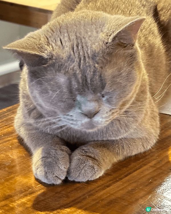 一間肉球森林餐廳 入面有大嘴鳥 ?猫 狐獴 好可愛加上食物都...