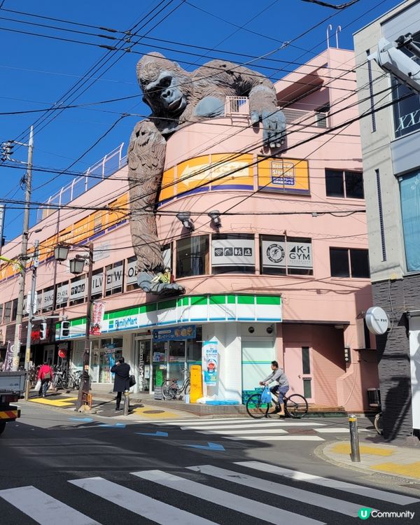 世田谷區大猩猩