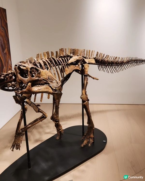 中環好去處，蘇富比旗艦藝廊😊