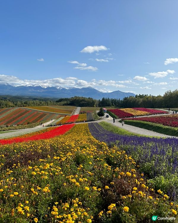 北海道美瑛一年四季都可欣賞不同花卉,我比較鍾意每季去一次,就...