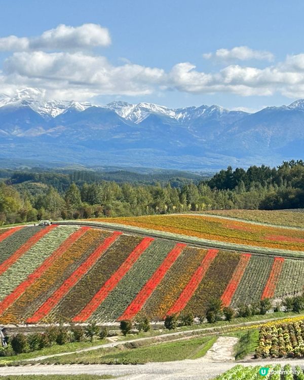 北海道美瑛一年四季都可欣賞不同花卉,我比較鍾意每季去一次,就...