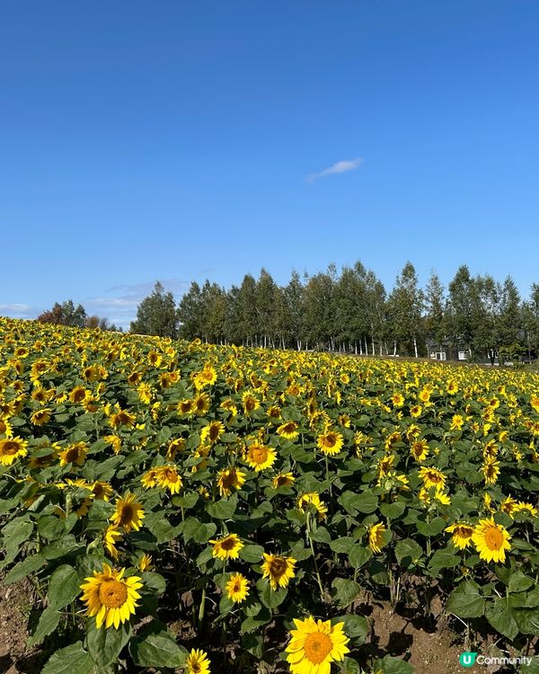 北海道美瑛一年四季都可欣賞不同花卉,我比較鍾意每季去一次,就...