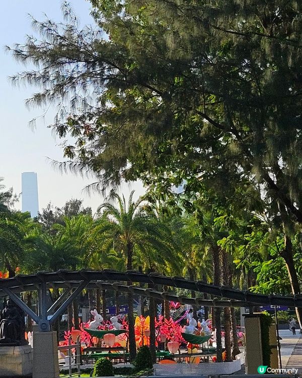 大坑舞火龍籌備中