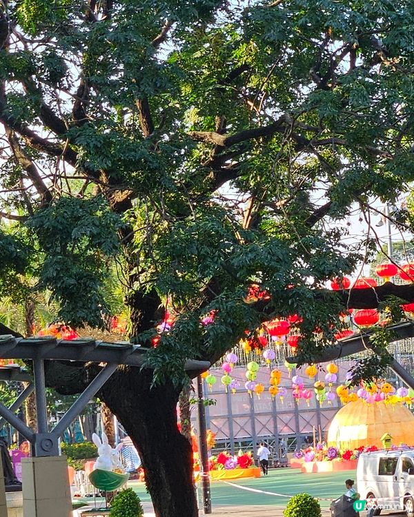 大坑舞火龍籌備中