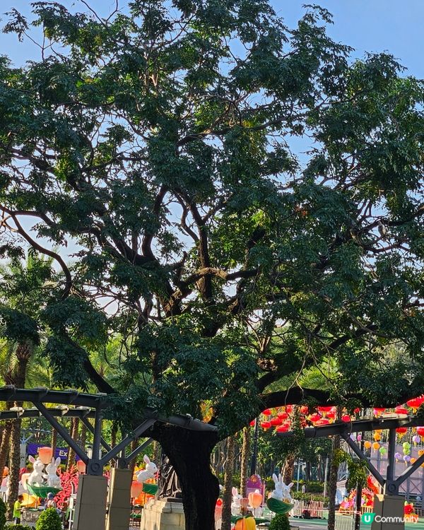 大坑舞火龍籌備中