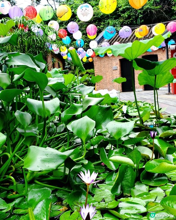 饒宗頤文化館 🏮中秋手繪藝術花燈籠🏮

