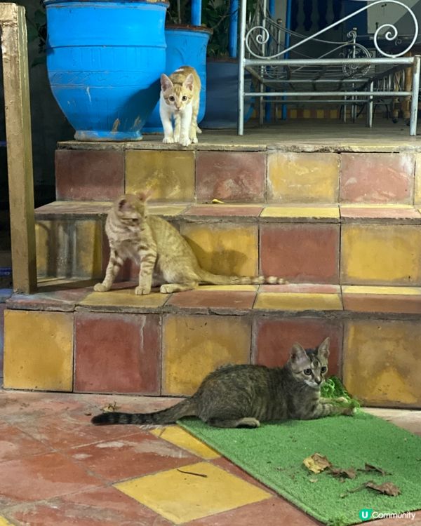 北非摩洛哥🇲🇦酒店嘅小貓咪三兄妹🐈🐈🐈