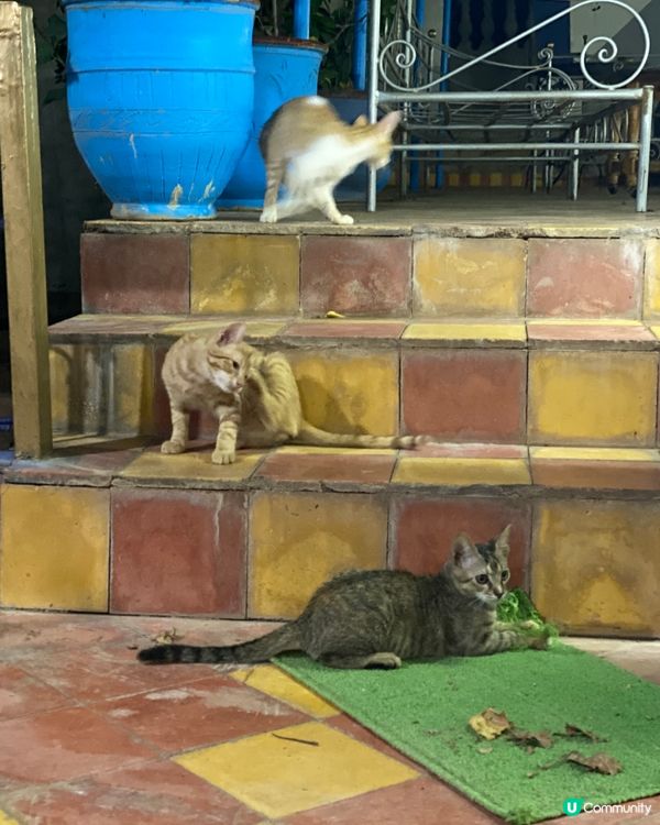 北非摩洛哥🇲🇦酒店嘅小貓咪三兄妹🐈🐈🐈