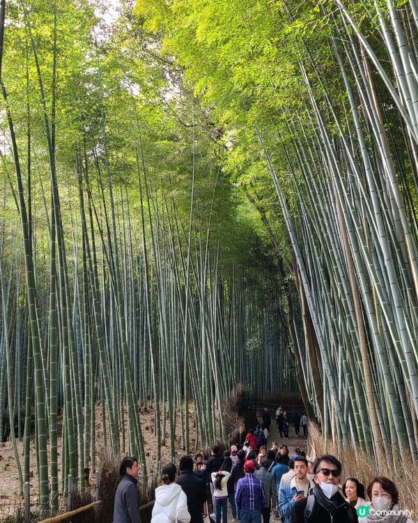 嵐山好去處✨️｜打卡竹林小徑🎋、地道豆腐料理🍱