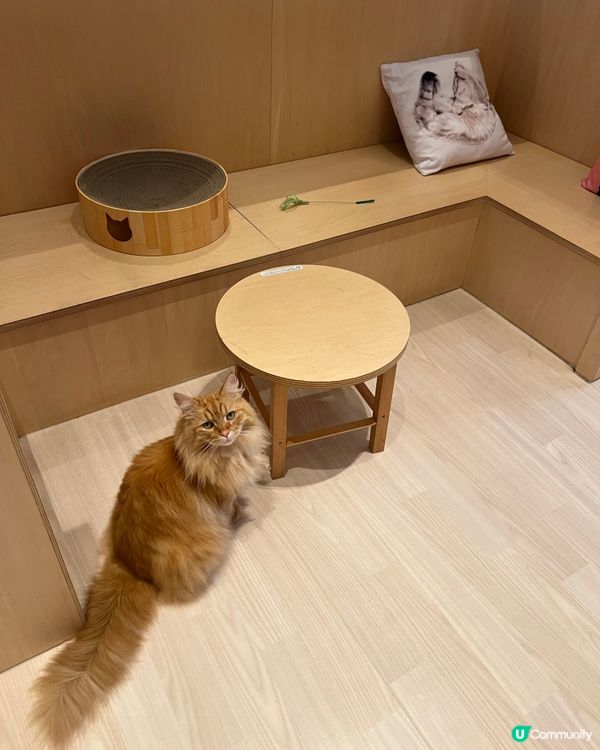 🐱名古屋貓咪主題cafe(入場費700円咋！）