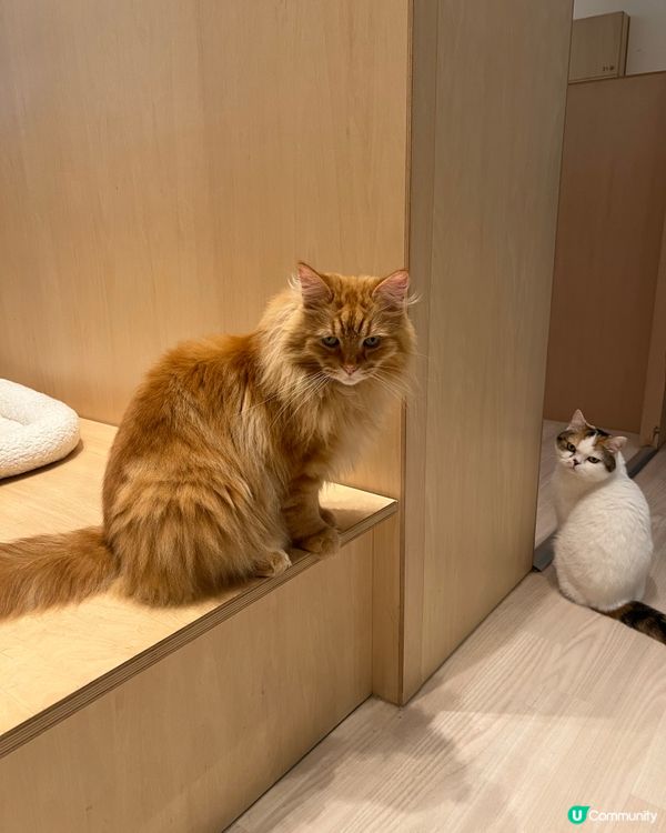 🐱名古屋貓咪主題cafe(入場費700円咋！）