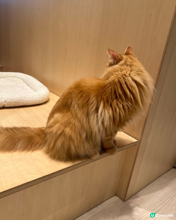 🐱名古屋貓咪主題cafe(入場費700円咋！）