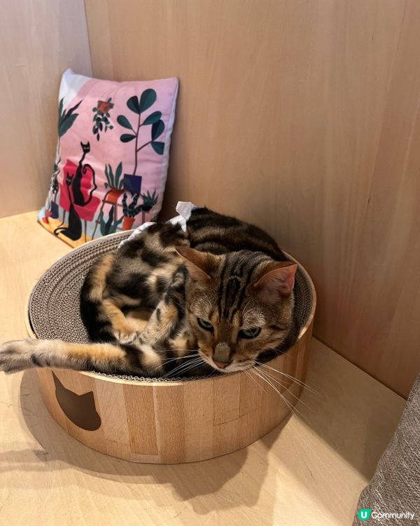 🐱名古屋貓咪主題cafe(入場費700円咋！）