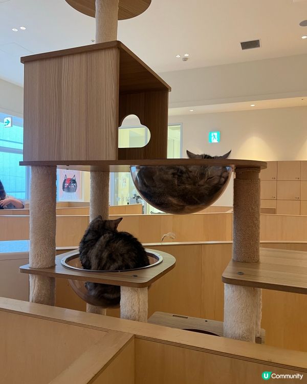 🐱名古屋貓咪主題cafe(入場費700円咋！）