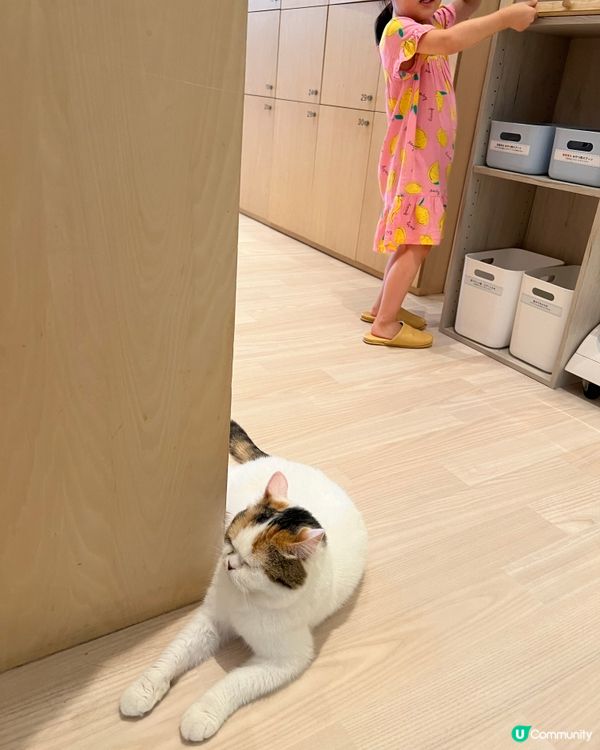 🐱名古屋貓咪主題cafe(入場費700円咋！）