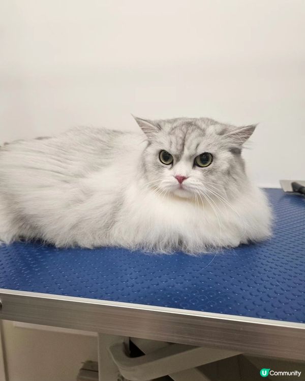 🐶🐾 毛孩去旅行，放心交俾佢地！🎉