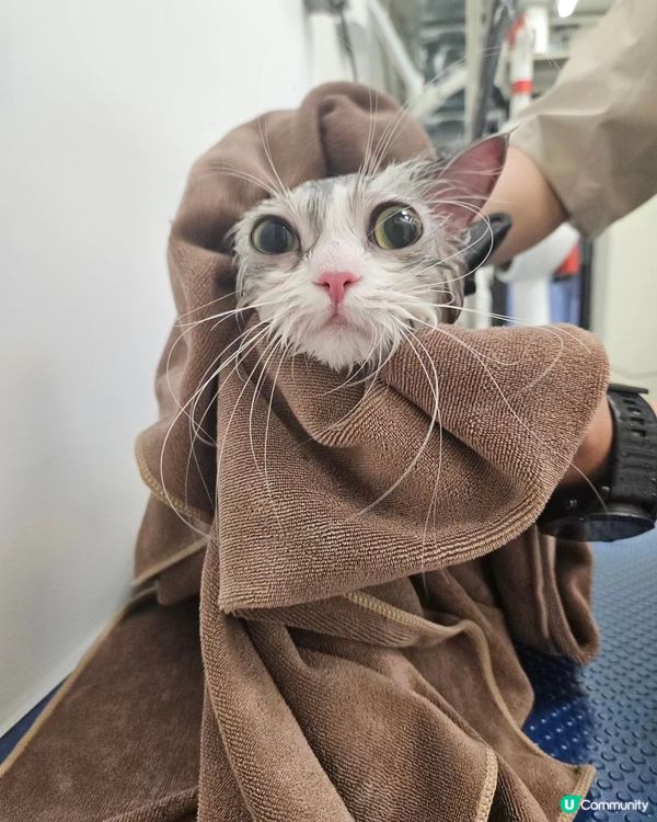 🐶🐾 毛孩去旅行，放心交俾佢地！🎉