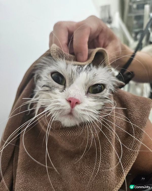 🐶🐾 毛孩去旅行，放心交俾佢地！🎉