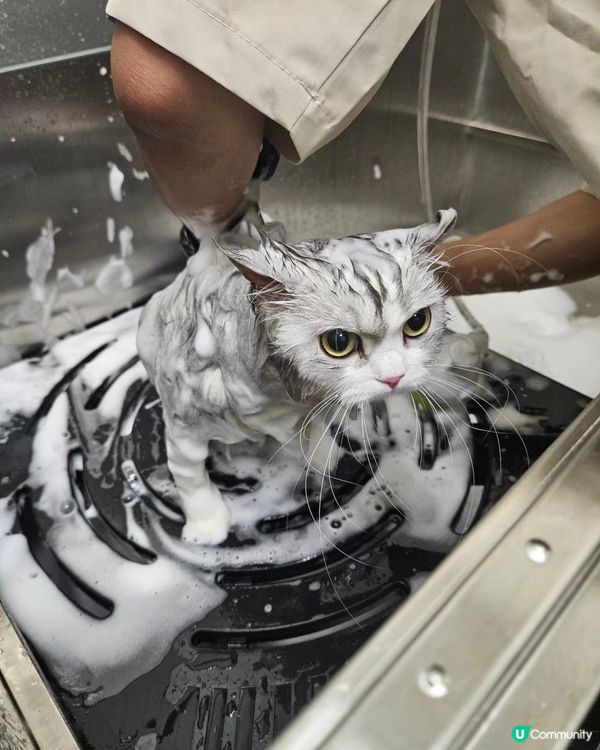 🐶🐾 毛孩去旅行，放心交俾佢地！🎉