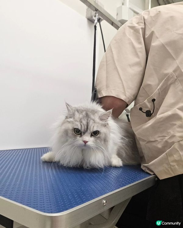 🐶🐾 毛孩去旅行，放心交俾佢地！🎉