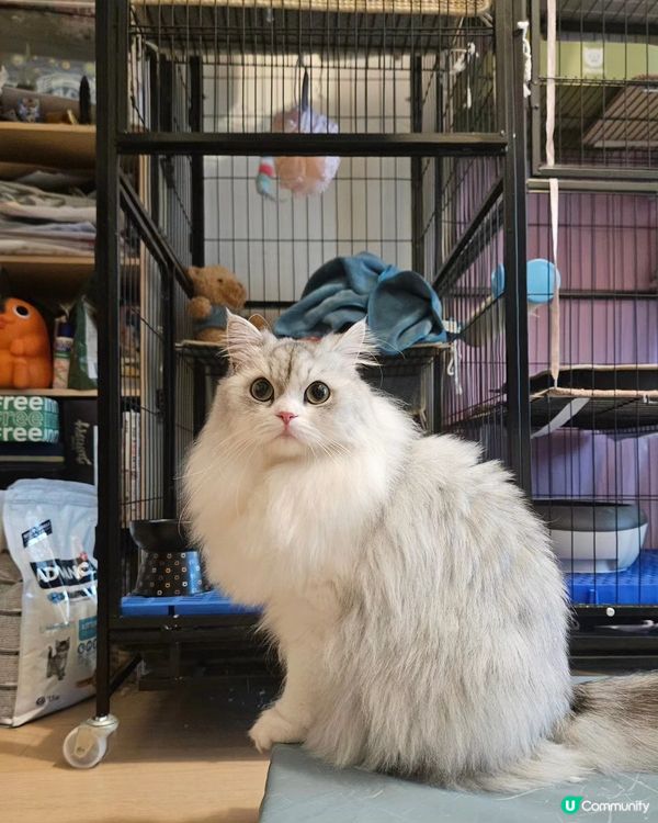 🐶🐾 毛孩去旅行，放心交俾佢地！🎉