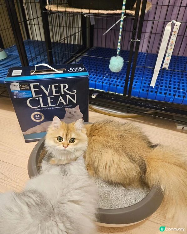 鏟屎官必備！除臭貓砂大推薦🤩