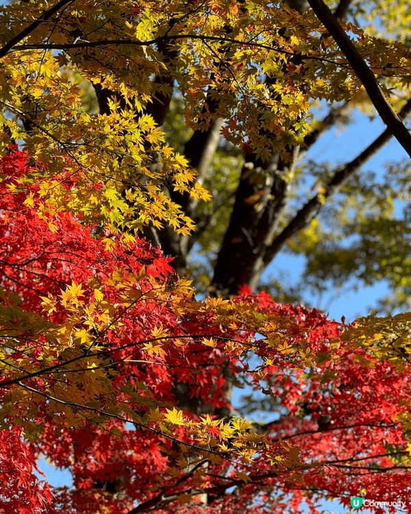 呢個位於北陸青森弘前公園隔離??藤田紀念庭園?,經過悉心處理...