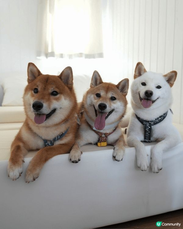 好舒服既度假村?? 一間獨立既小木屋 有獨立廁所可以沖涼 有...