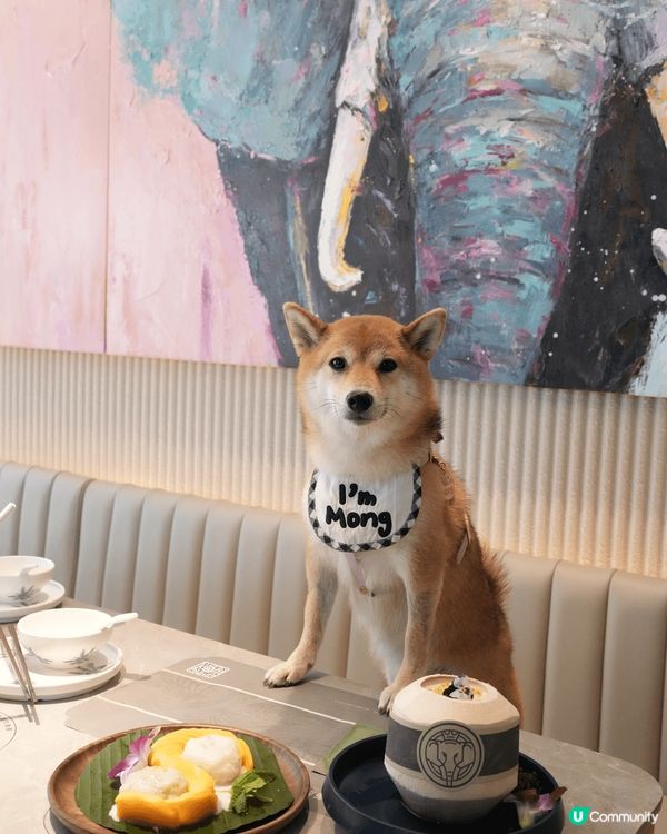 超好食?泰國甜品，芒果糯米飯有兩款口味，個人鍾意斑斕口味多?...