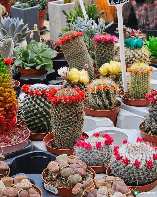 荷蘭必去城市Amsterdam, 不一定要食草的，很多優美環...