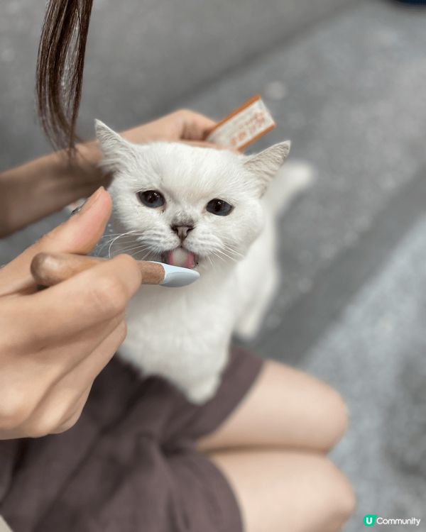 深圳的 爪爪喵星球 ??舍 ??? 可以讓人可輕鬆同貓玩，互...