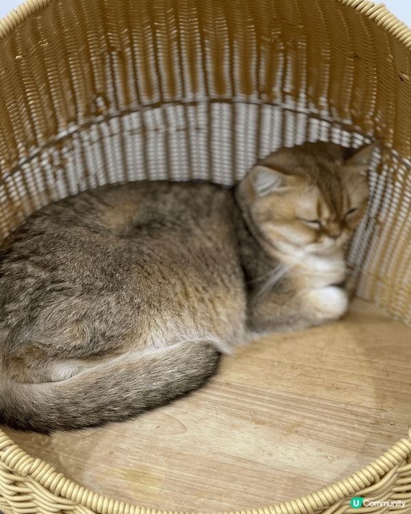 深圳的 爪爪喵星球 ??舍 ??? 可以讓人可輕鬆同貓玩，互...