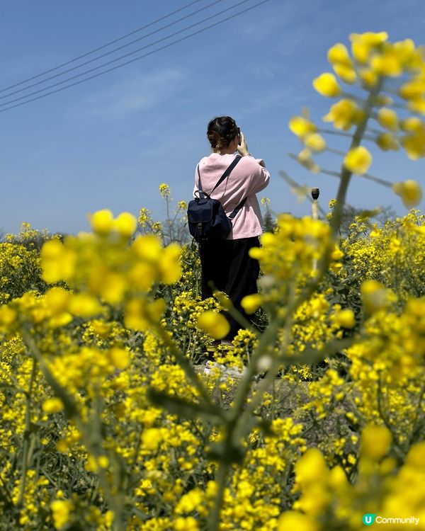 濟洲必去打卡位