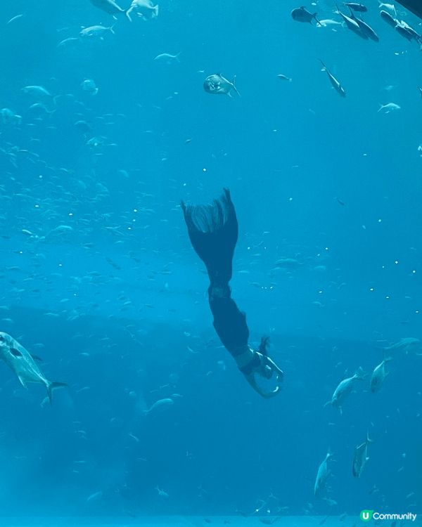 去?呢幾年大熱?越南富國島，可以去水族館睇美人魚表演，又可以...