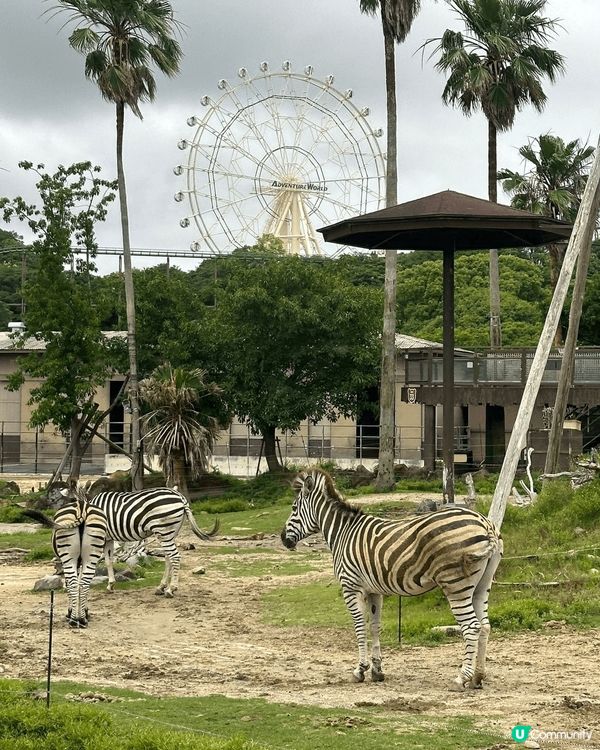 和歌山景色靚 美食購物玩樂都有齊 完全唔怕悶！趁旅客唔算太多...
