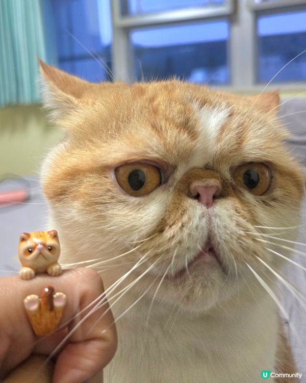 盜取了肖像權？😂