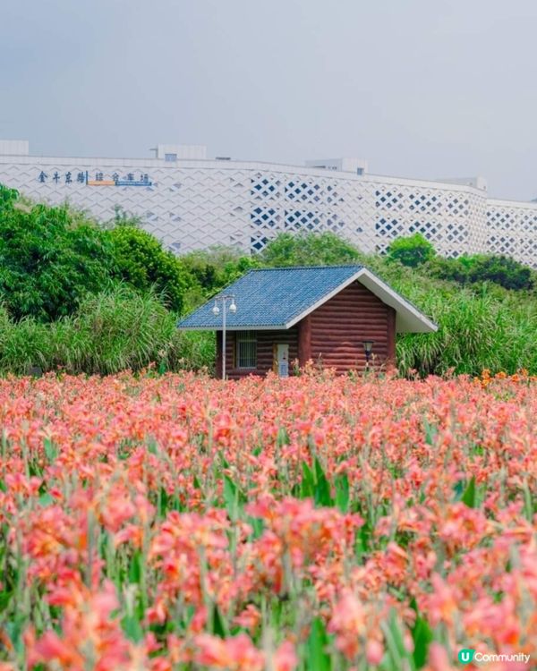 吸收氧兼花海