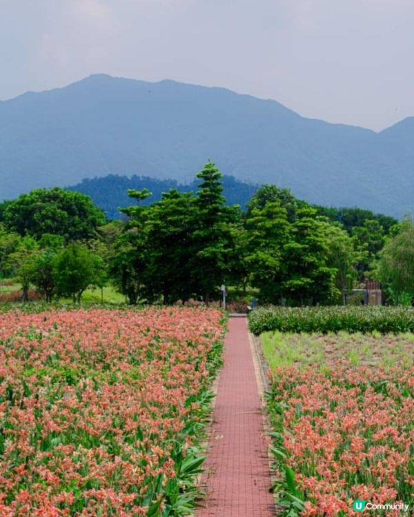 吸收氧兼花海